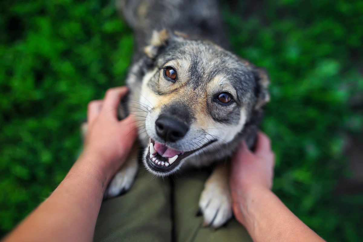 愛犬が飼い主に飛びつく2つの理由と改善方法！可愛いけれど怪我をする危険性も…！