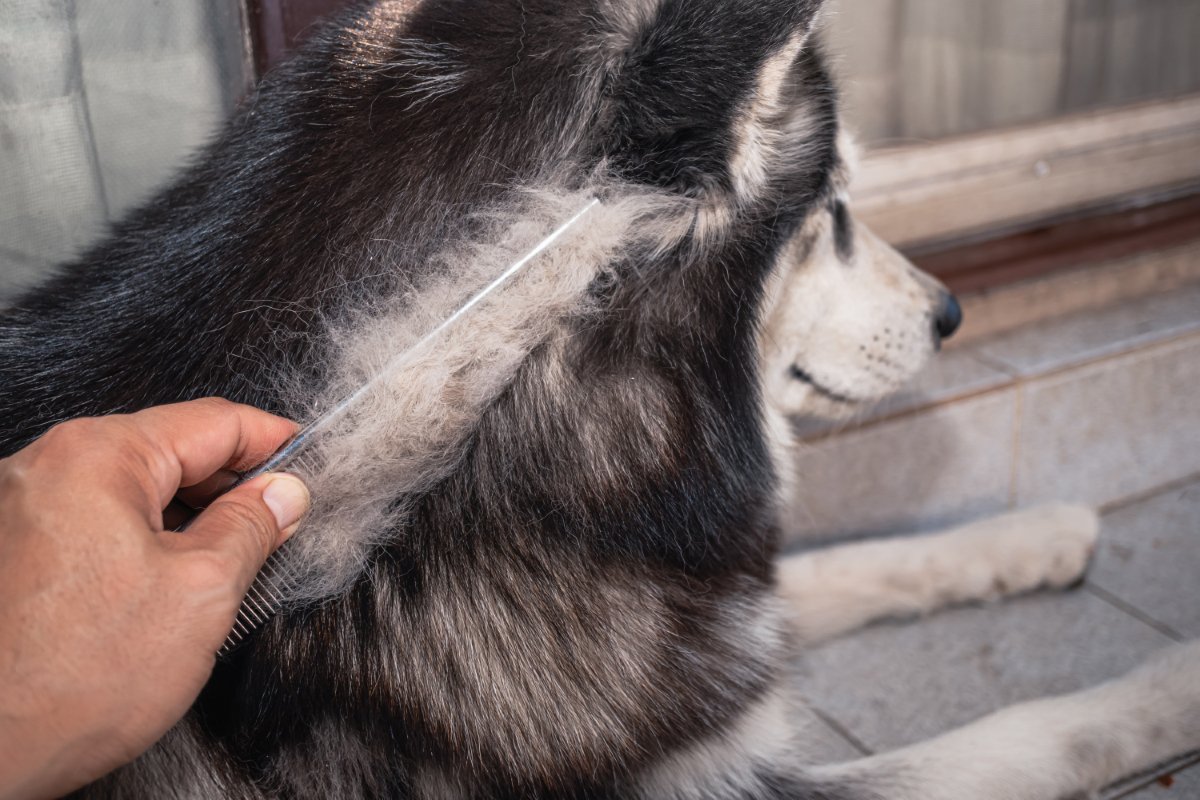 『毛がたくさん抜ける』犬種5選　抜け毛が少ない犬との違いや適切なお手入れまで