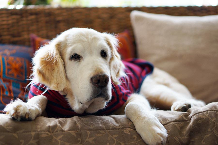 老犬になってから吠えるようになった！原因や止めさせる方法