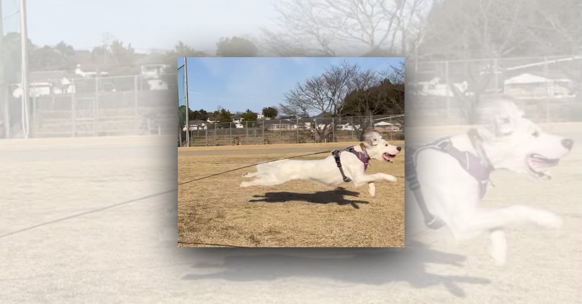 飛行犬のお手本みたいな姿が話題に！可愛い過ぎる影をカメラが捉えた