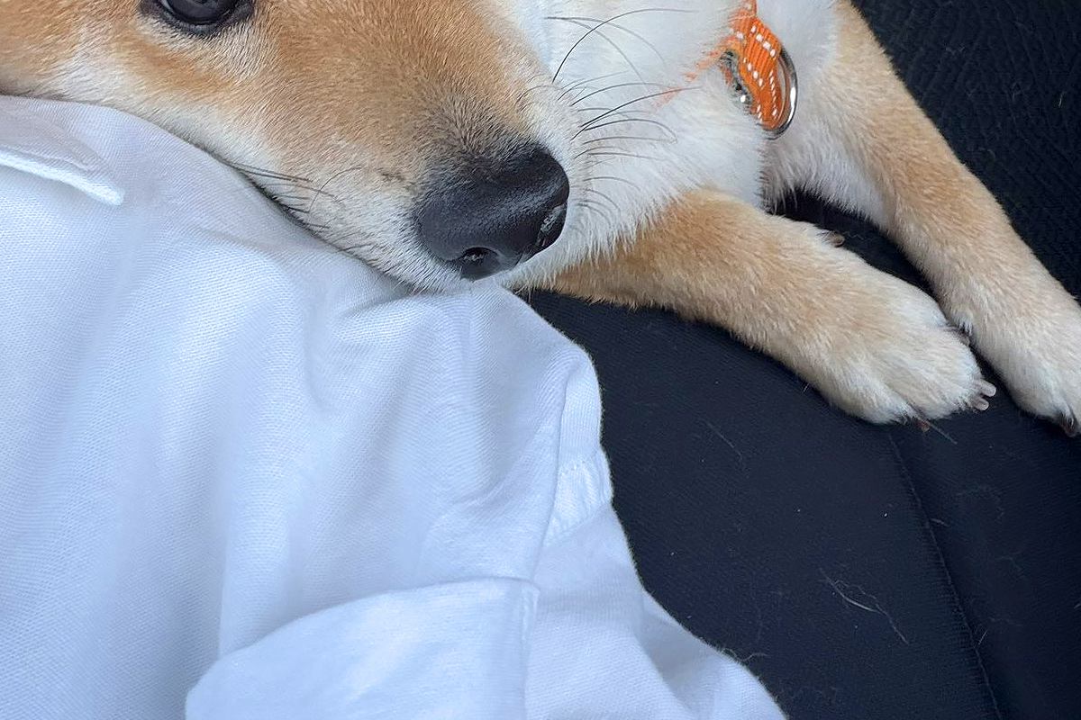 車の運転をしていたら、後部座席にいた犬が…まるで恋人のような『あざとすぎる行動』に2万いいね集まる「お顔が可愛すぎる」「たまらん」と悶絶