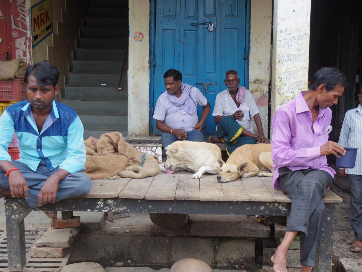 インドの動物事情。人も動物も命が平等だと感じられる国。