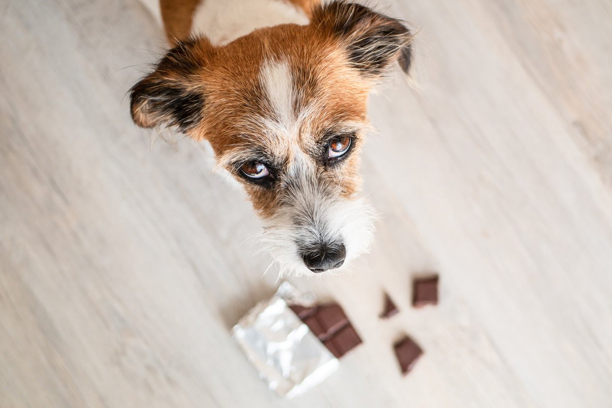 犬に誤飲させてはいけない『絶対NGなもの』4選　"気付かなかった"では済まない最悪の事態に