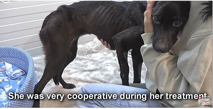 飢餓状態であばら骨が見えていた犬に救助の手が！