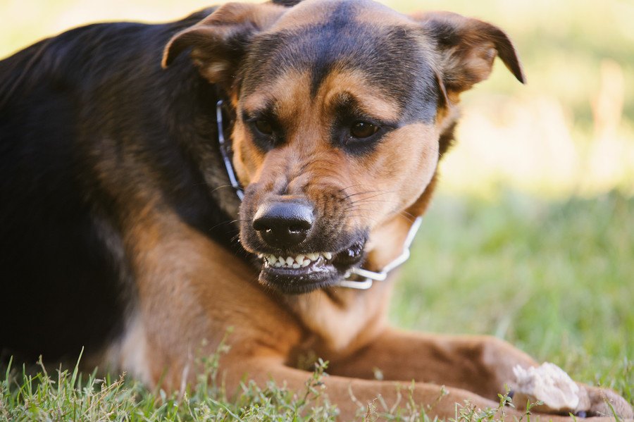 犬がキレた時の仕草や行動５つ