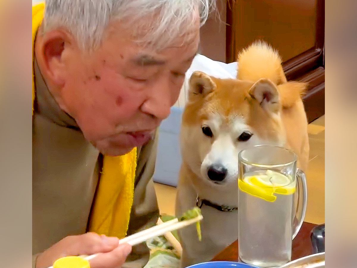 おじいちゃんがご飯を食べていたら、横にいた犬が…食べづらすぎる『とんでもない圧』が311万再生「近くて草」「テレパシー送ってるｗ」と爆笑