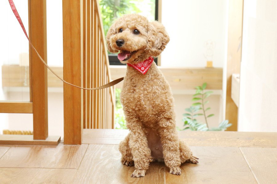 おっとりした性格の犬種４選