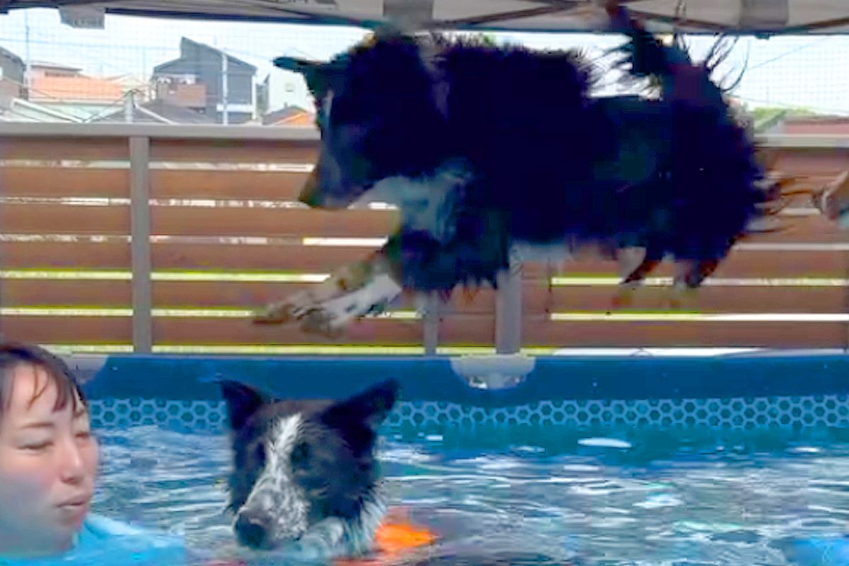プールで遊んでいる最中、犬が飼い主に向かって『大ジャンプ』をした結果→まさかのハプニングと表情に爆笑「突然のログアウトｗ」「災難で草」