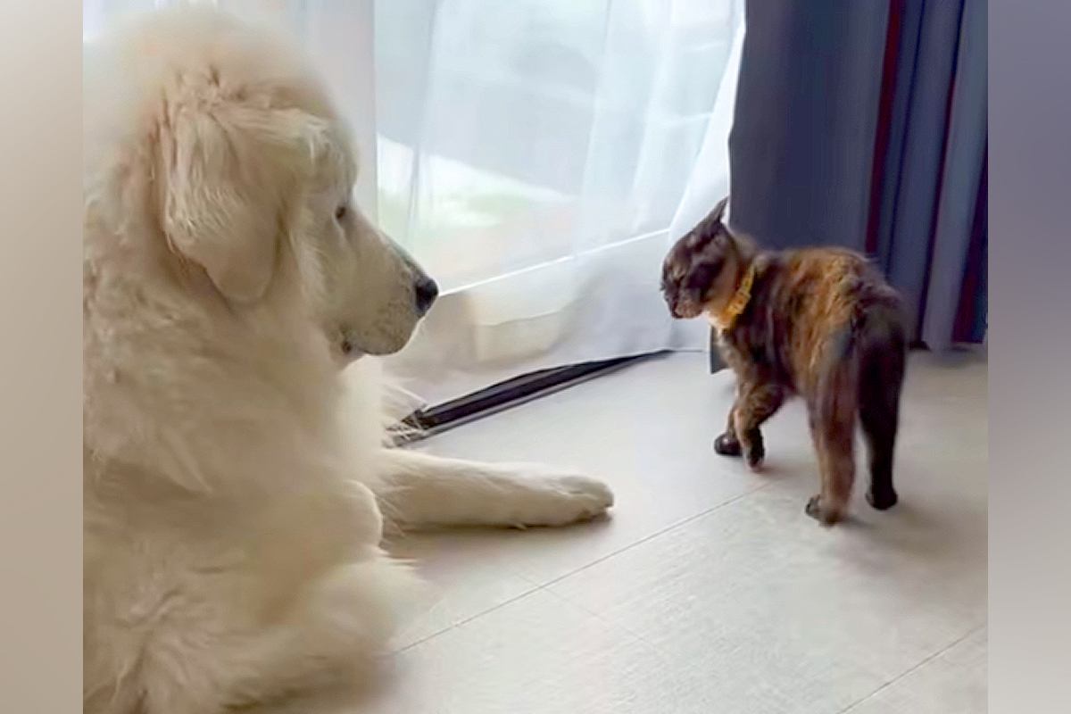 元野良猫が家にやってきた結果→先輩の『超大型犬』に喧嘩を売って…力の差がありすぎる『攻防戦』が面白かわいいと49万再生「ワンコの貫禄ｗ」