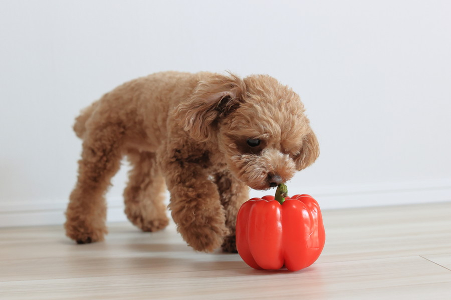 犬にパプリカは与えても大丈夫？安全な量と正しい与え方を解説