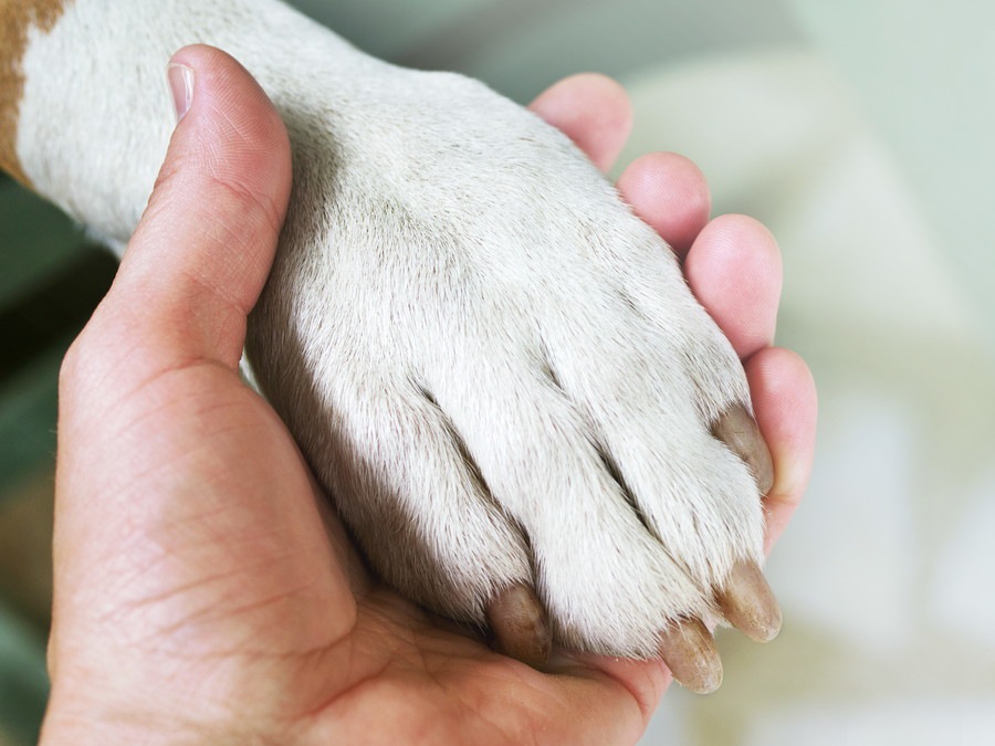 犬の爪が折れてしまった時の応急処置