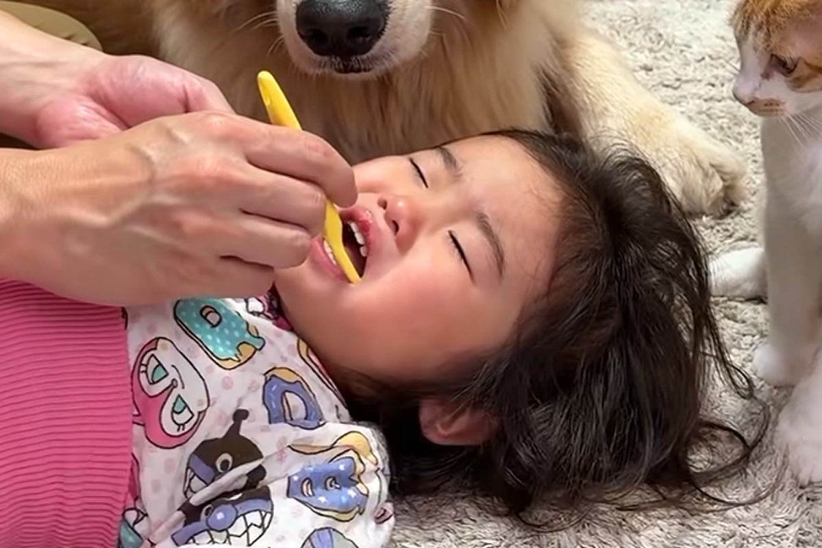 2歳の女の子が、歯みがきで不機嫌になった結果→近くにいた『大型犬と子猫』が…笑顔になる『素敵な光景』が30万再生「可愛いが渋滞してる」