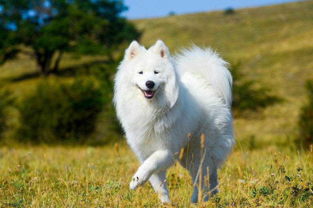 『暑さに弱いといわれている犬種』5選　苦手な理由や夏場にすべき対策まで