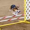 アジリティーとは？犬と一緒に競技に挑戦しよう♪