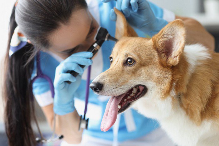 犬の『外耳炎に』ついて｜原因からお手入れ方法まで獣医が解説