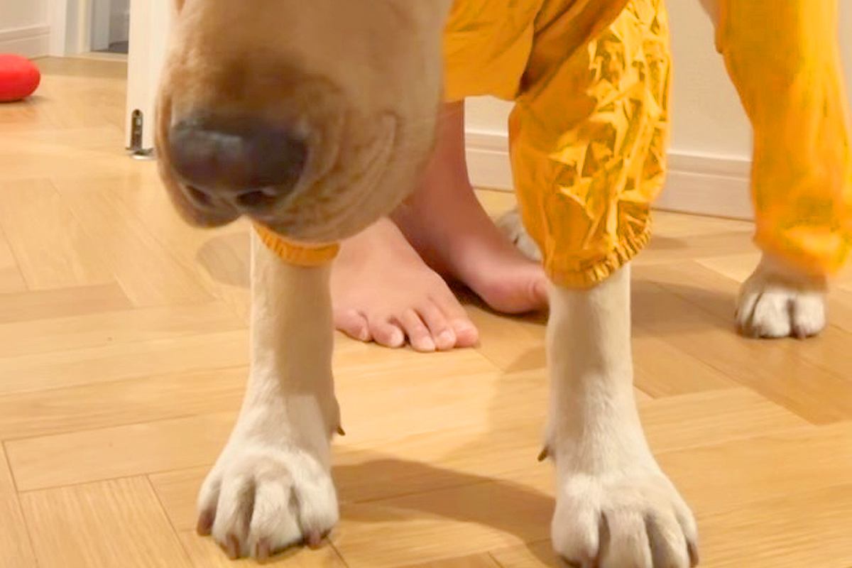 雨の日、大型犬にカッパを着せた結果→『嫌な気持ち』が顔に出ていて…絶望してしまった『表情』が79万再生「腹よじれるｗ」「渋い顔で草」