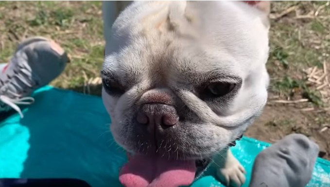 犬飼いの特権！青空の下でフレブルちゃんとパンを食べる喜びは格別！