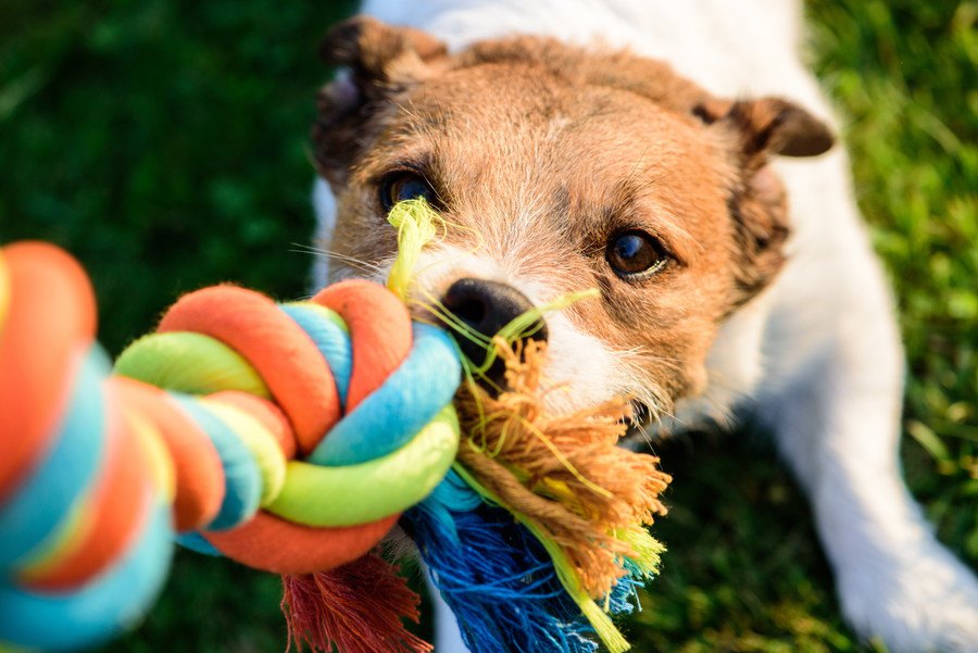 おもちゃの『引っ張りっこ』が犬に与えるメリットとは？どのくらいの頻度でやればいい？