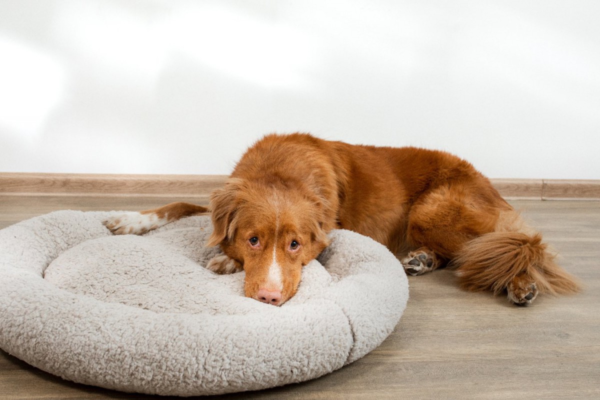 犬にとって「最悪な寝床」の特徴5つ！絶対ダメな理由と心地よいベッドの作り方