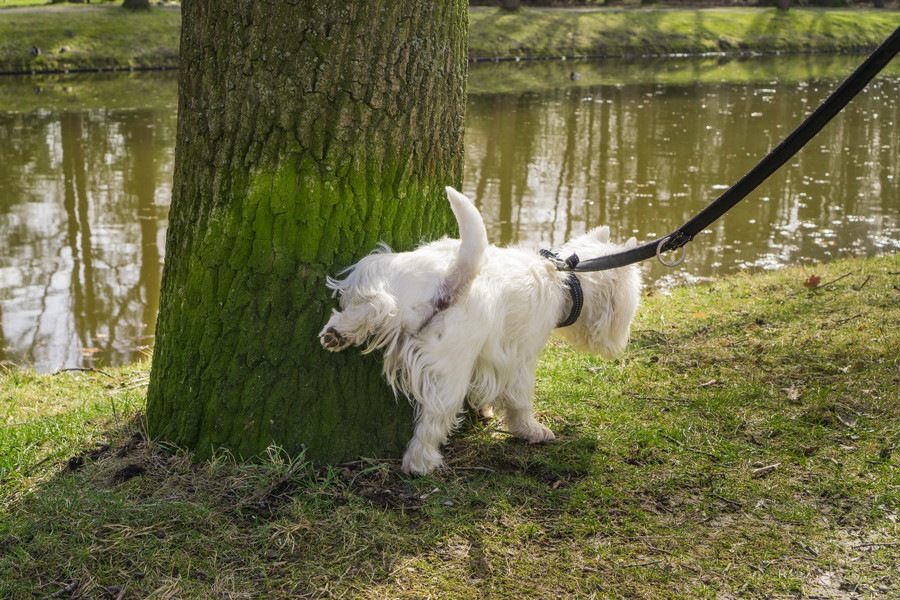 犬のマーキングとおしっこの違いってなに？