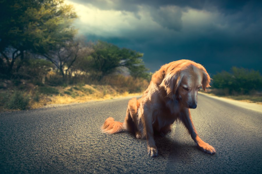 犬が悲しんでしまう３つのこと