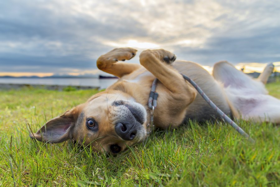 犬が散歩中に草を食べる理由とは？病気になることはないの？