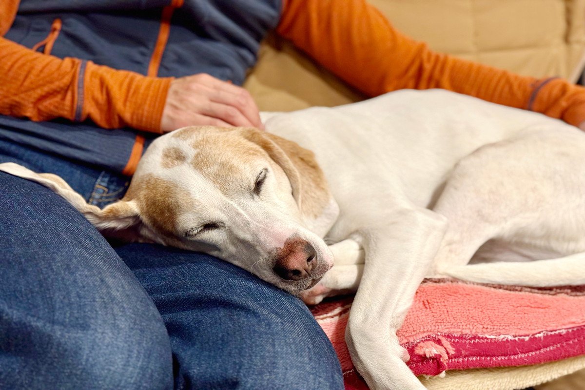 犬が『赤ちゃん返り』する原因3つ　どんな行動を見せるの？注意点まで解説
