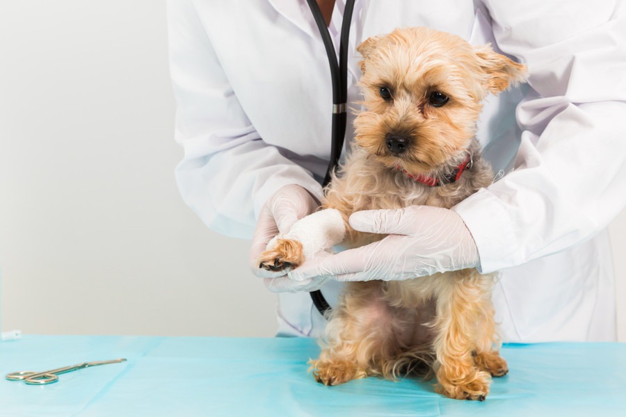 なぜ犬は痛みに強いと言われているのか