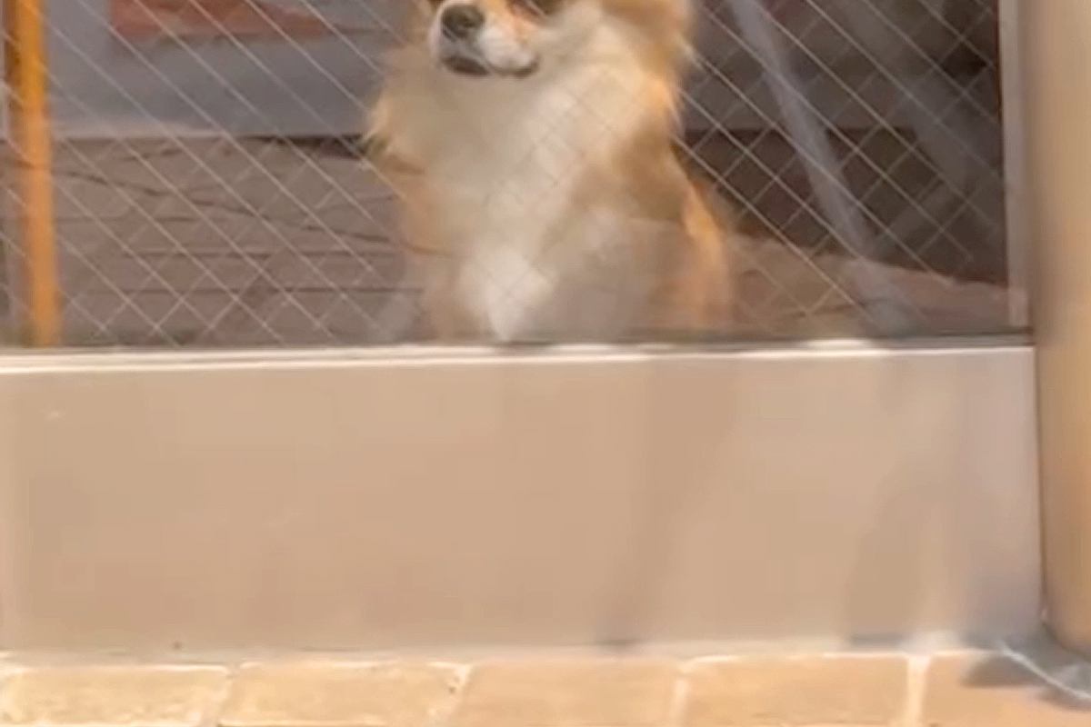 車で『シャンプー終わりの犬』を迎えに行った結果→『捨てられた』と勘違いしていて…あからさまな『絶望の表情』が95万再生「妙にリアルｗ」