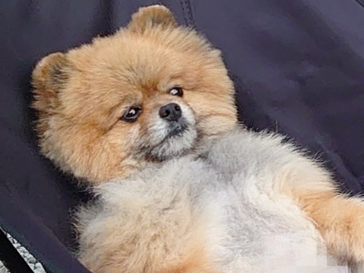 庭でバーベキューをしていたら、自然に参加してきた犬→まさかの『人間味が強すぎる光景』に16万いいねの反響　あまりにも貫禄がある姿が話題に