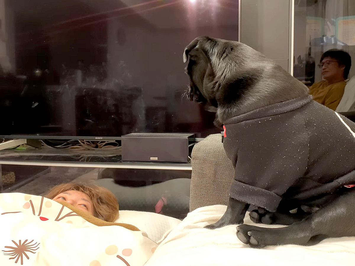 飲みすぎて酔い潰れたママ→心配した犬がやってきて…愛を感じる『全力で一生懸命な光景』に反響「いい子」「熱烈なペロペロに笑っちゃうｗ」