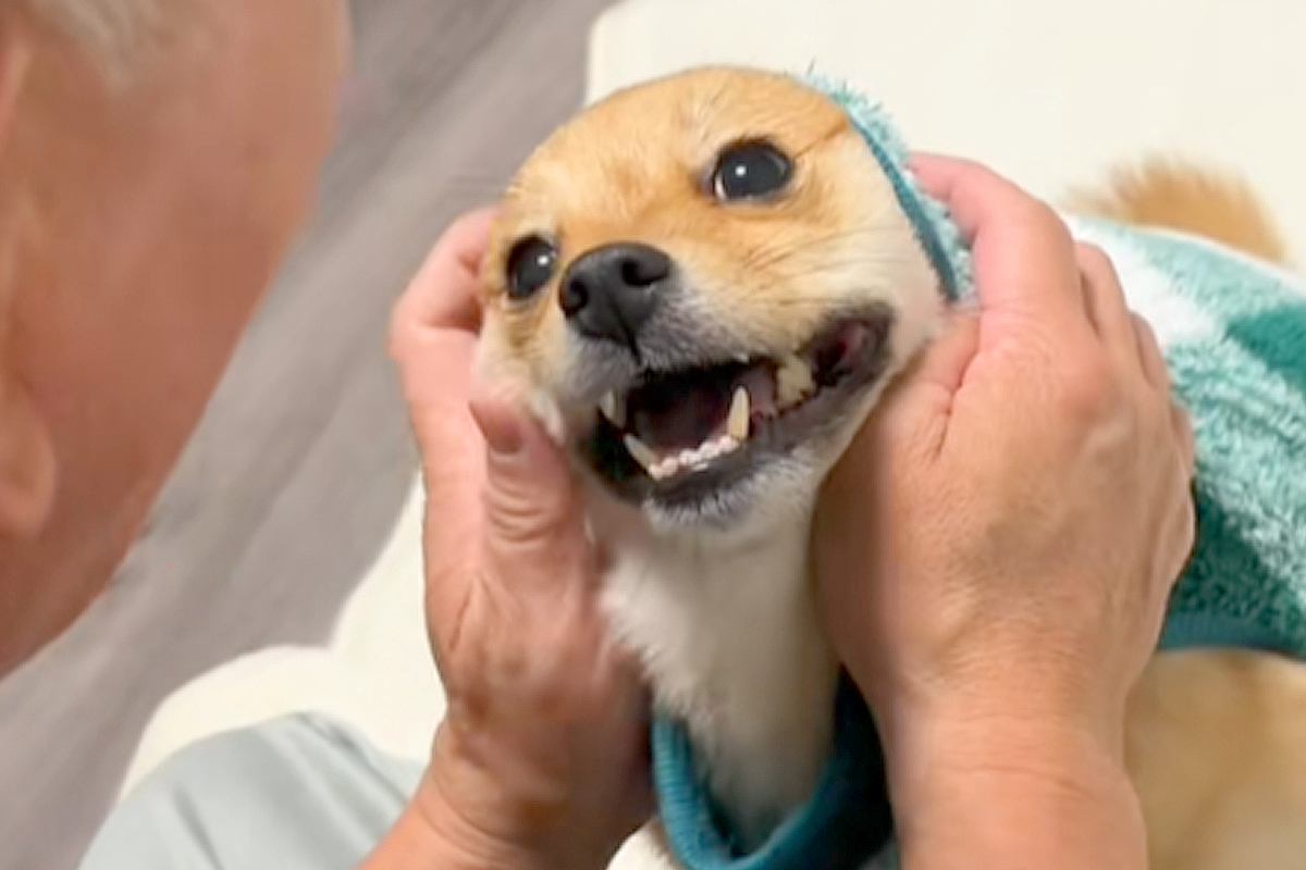 佐川急便が来るので『吠えたら失礼だよ』と犬に伝えていたら…思わず吹き出す『ピンポンが鳴った瞬間』が72万再生「コントｗ」「完璧なフリ」