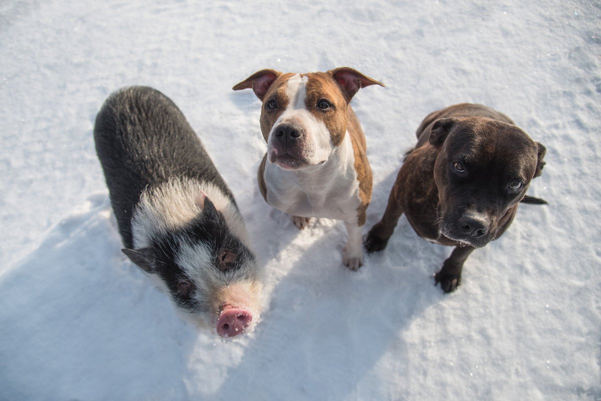 犬と『一緒に飼うのに向いている』動物3選　相性が合うかどうかを判断する方法までご紹介