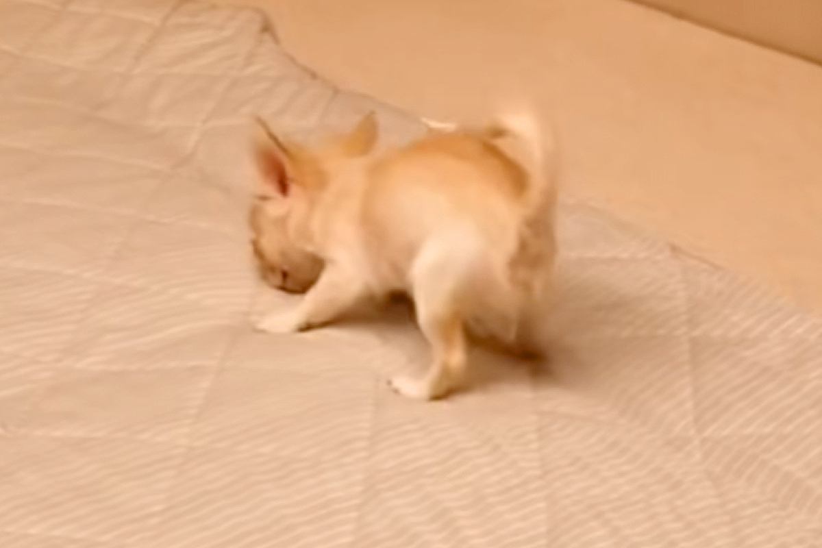 極小赤ちゃん犬が『お布団』の上に乗ったら→嬉しくなりすぎて…テンションMAXな『愛おしい光景』が18万再生「天使」「ぽてっとなるの尊い」
