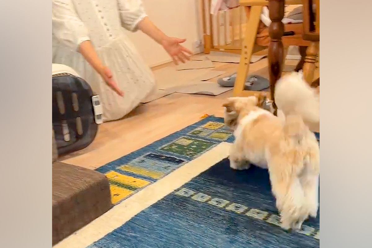 2週間もママに会えなかった犬→夜も眠れず、窓際で帰りを待ち続けて…涙あふれる『再会の瞬間』に感動「甘えててかわいい」「健気で泣ける」
