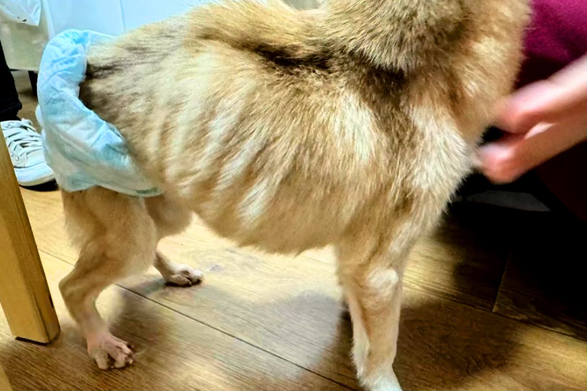 骨が浮き出たガリガリの犬→飼い主からは『死んじゃってもいい』と言われ…衝撃的な物語が27万再生「辛かったね」「涙が出てくる…」現在の姿も