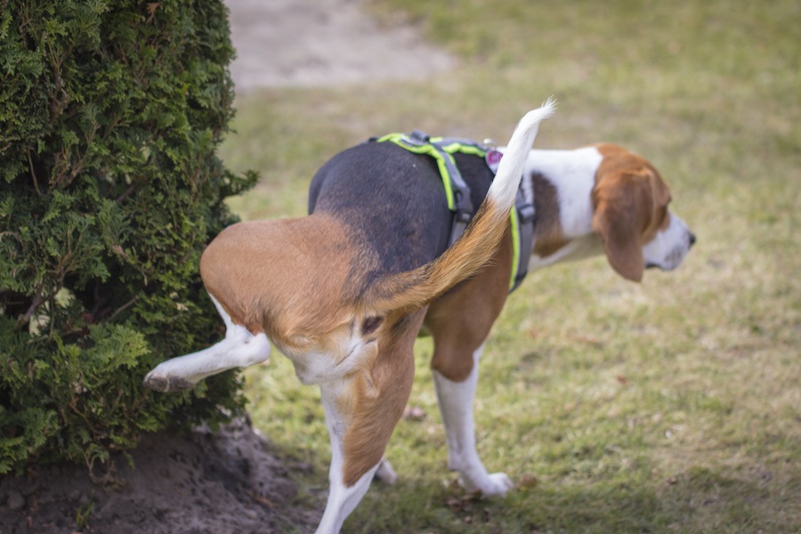 犬がオシッコをする時の脚あげ行動を科学的に分析！【研究結果】