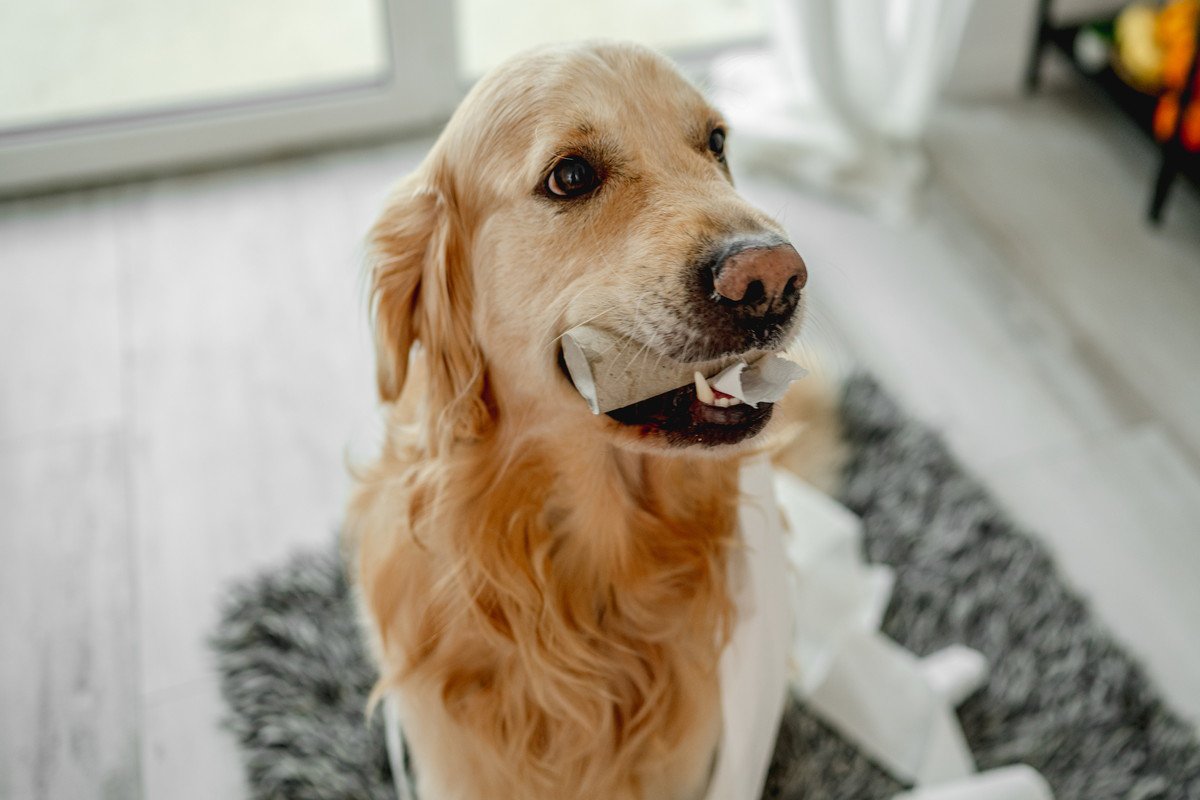 犬が誤って飲み込むと『超危険なモノ』５選　事故を未然に防ぐための対応策とは？