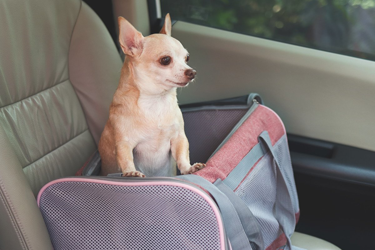 犬が車の中で『落ち着かない』理由3つ　愛犬がソワソワしているときの対処法までご紹介