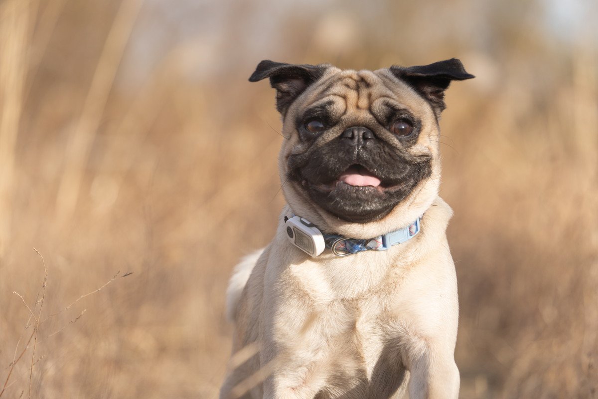 愛犬の興奮が収まらない時に飼い主がすべき3つの『落ち着かせ方』