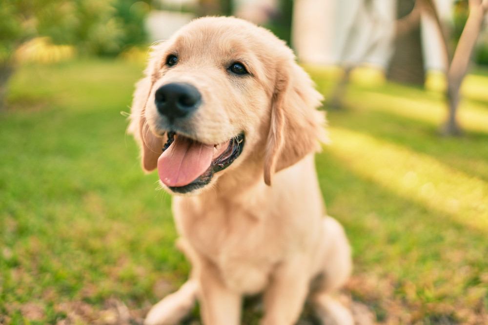 優しい犬種10選！性格・特徴からしつけ・飼い方まで徹底解説