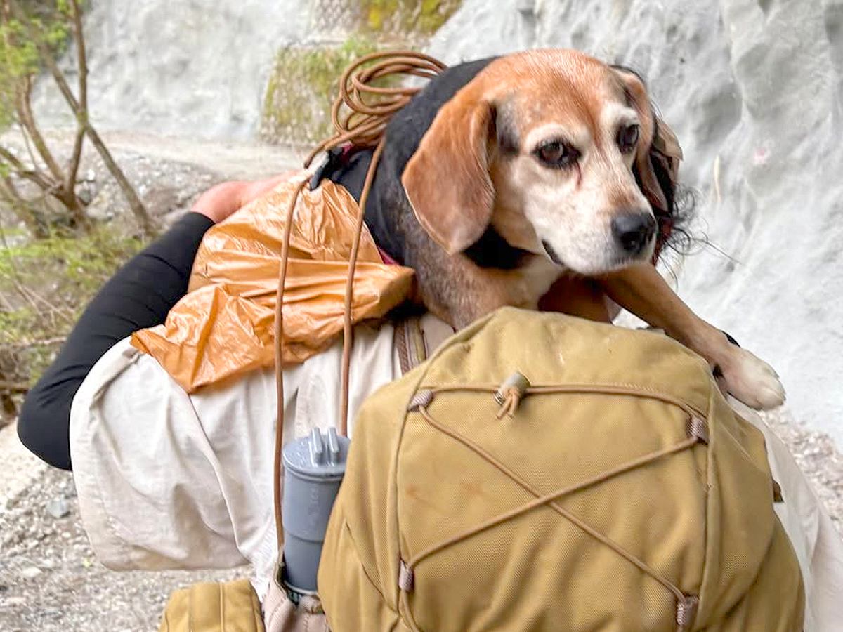 渓流釣りをしていた男性２人が迷子犬を発見→３時間、担いで歩いたら…『思わず涙する光景』が233万再生「素敵な人」「感動した」と称賛続々
