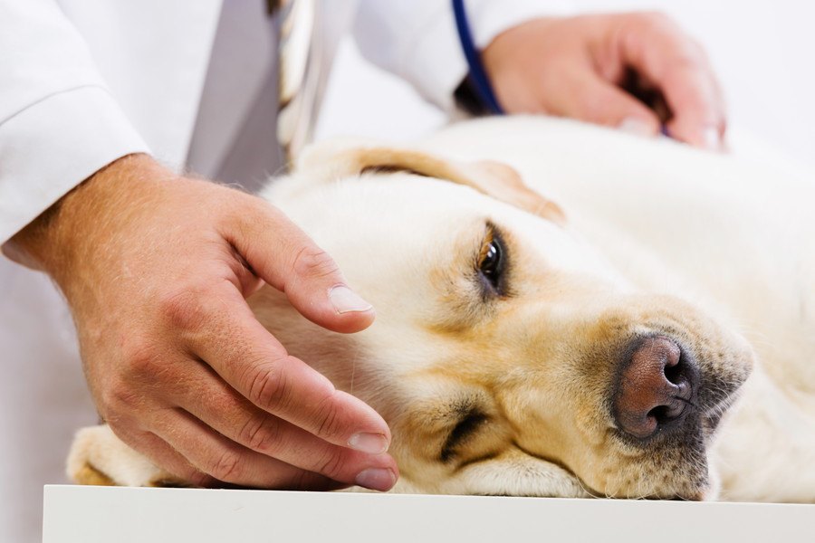 犬と家族をサルモネラ菌から守るために知っておきたいこと