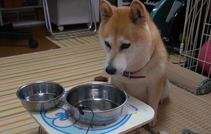 無くなっちゃった…おいしいご飯を食べ終わってガッカリな柴犬