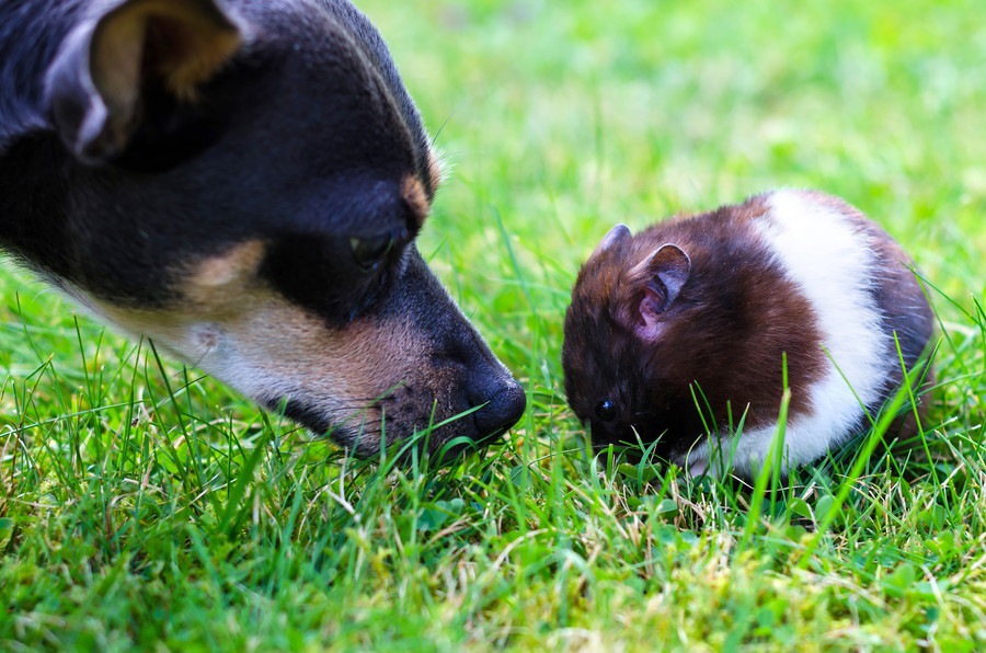 犬とハムスターは同居できる？一緒に暮らす際の注意点