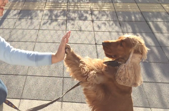 コーダのテイクわん！～愛犬の可能性①～