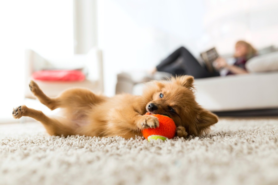 愛犬への良い刺激となる3つの遊び