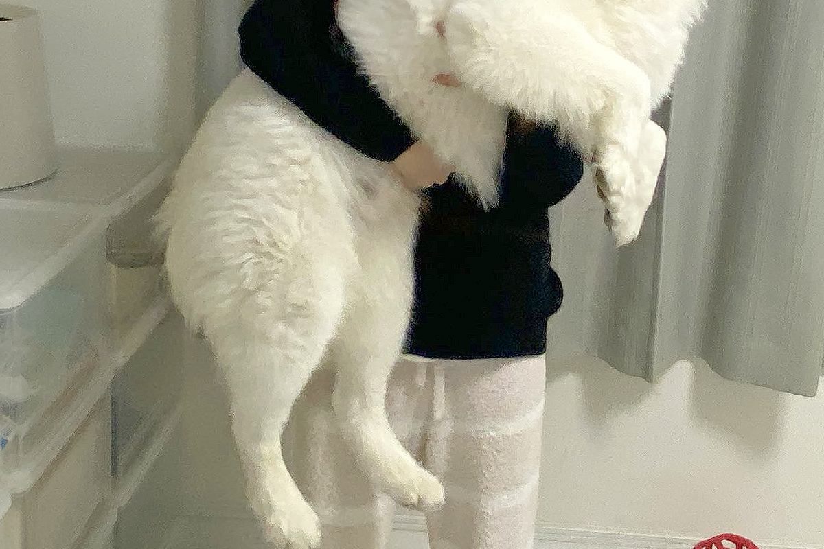 いつもパパに抱っこされる25キロの大型犬→ママが抱っこすると、ビックリして…感情が出過ぎている『表情』に1万いいね「ファ！？の顔ｗｗ」