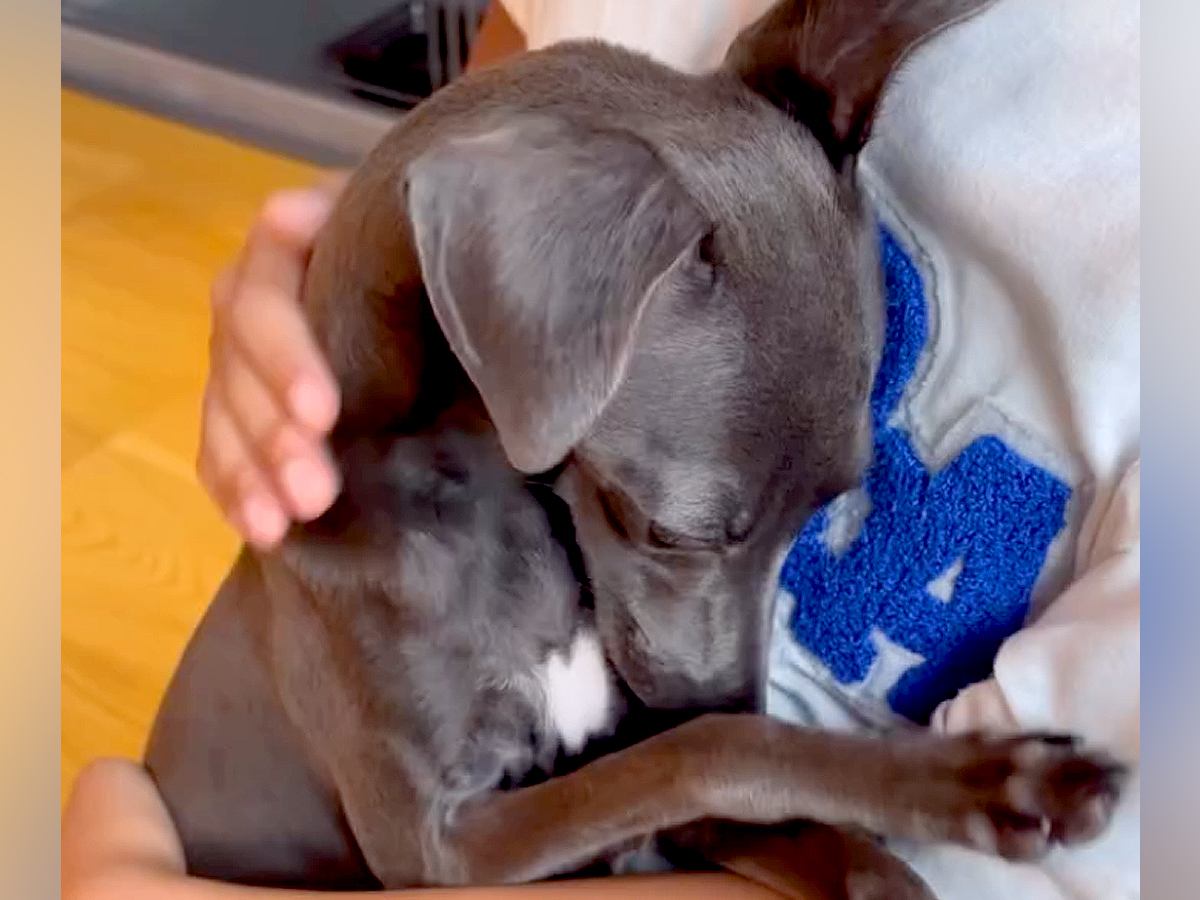 甘噛みを何度もした犬→お母さんが叱った結果…思わず許してしまう『猛反省する光景』が67万再生「小さな子供みたいｗ」「怒れないｗｗ」と反響