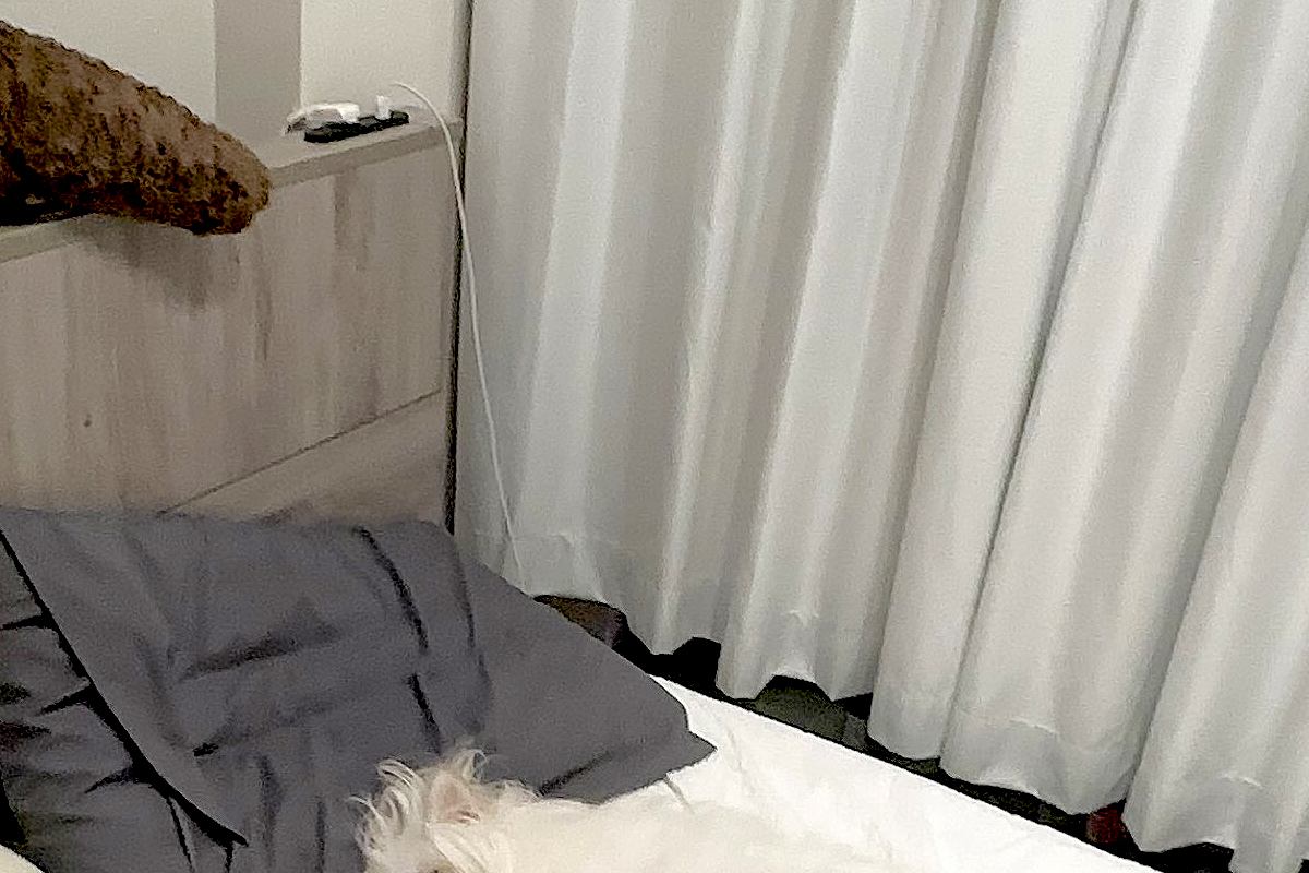 仕事を終えて『犬がいないな』と思ったので、探した結果→ベッドで見つけて…尊すぎる『天使のような光景』に6万いいね「最高」「やりきった感」